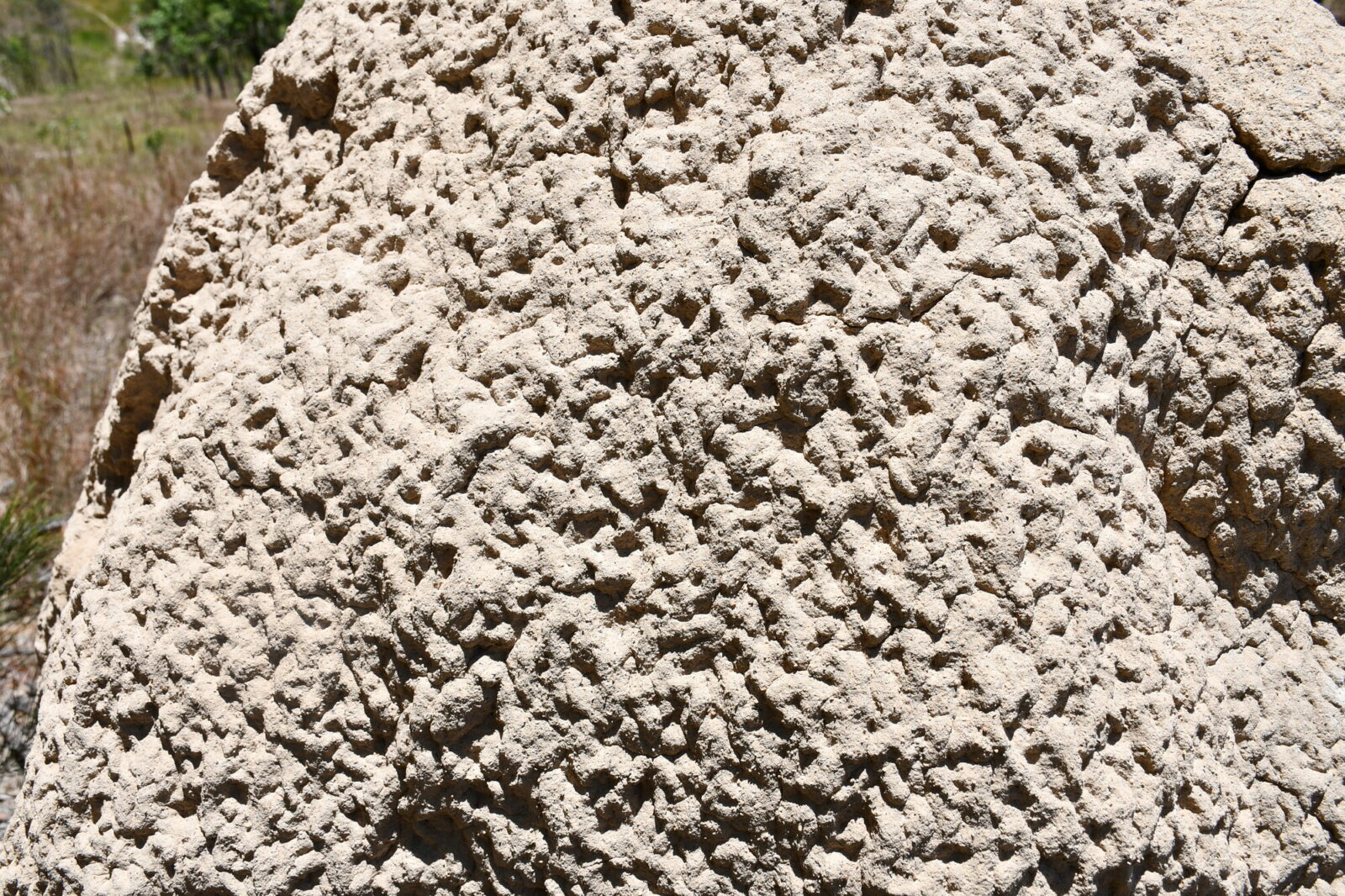 Particular of a mound of Nasutitermes magnus (M23) showing the external crust of the mound. The crust is thin, and we can see from the outside a series of bumps, that correspond to the spatial scale of galleries inside the mound. Photo Andrea Perna [CC BY-SA 3.0]