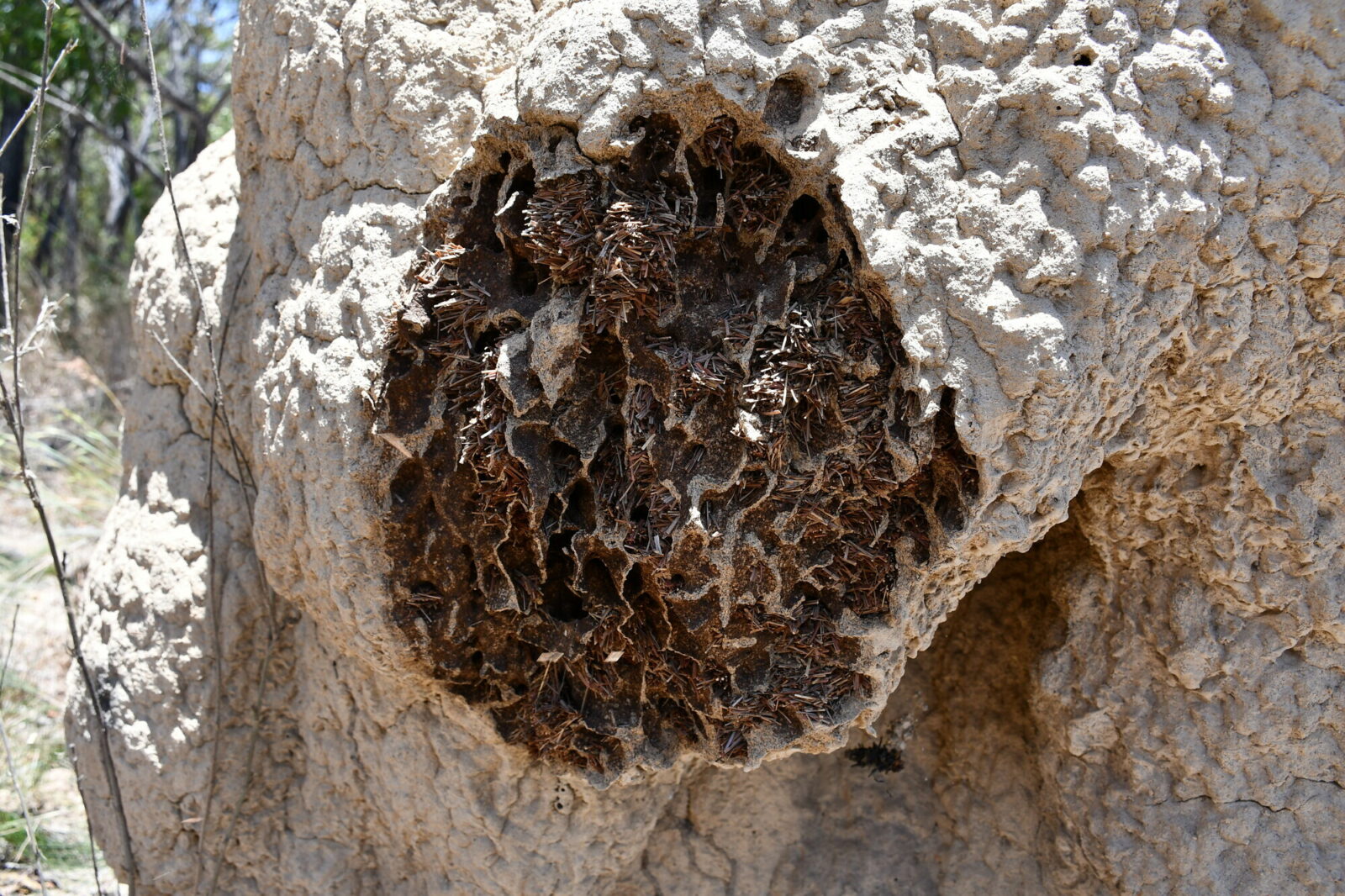 Particular of a mound of Nasutitermes magnus (M23) showing a breach just under the external crust of the mound. All the galleries immediately below the external surface are filled by dry branchlets of Casuarina, which could play a role as insulating material (or, according to alternative hypotheses, as stored food). Photo Andrea Perna [CC BY-SA 3.0]