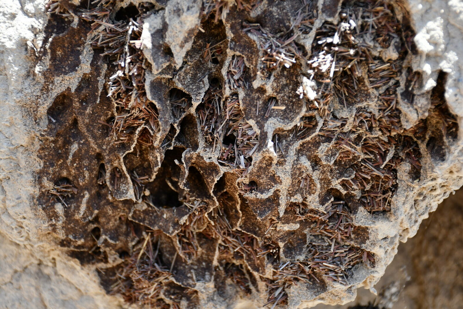 Particular of a mound of Nasutitermes magnus (M23) showing a breach just under the external crust of the mound. All the galleries immediately below the external surface are filled by dry branchlets of Casuarina, which could play a role as insulating material (or, according to alternative hypotheses, as stored food). Photo Andrea Perna [CC BY-SA 3.0]