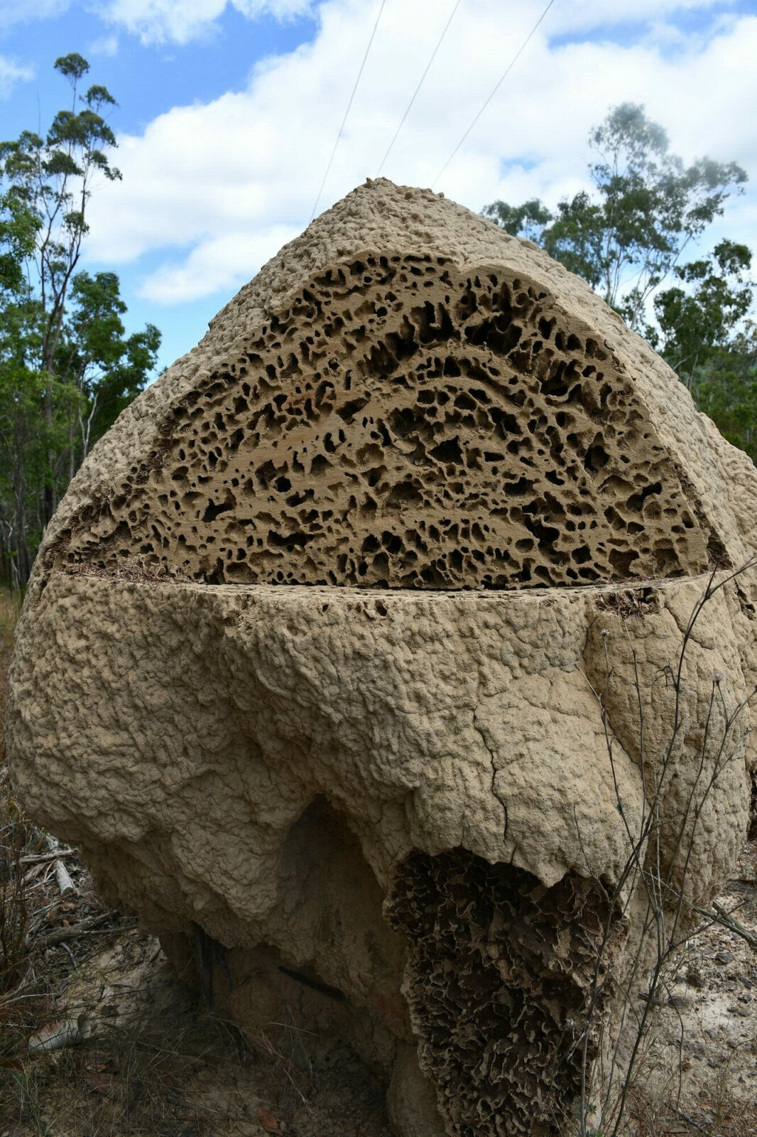 A termite mound, most likely built by the species Nasutitermes magnus, Queensland, Australia. The cut across the nest makes visible the internal structure. It is possible to see what is likely to be the footprint of multiple expansion events. Mound M23. Photo Andrea Perna [CC BY-SA 3.0]