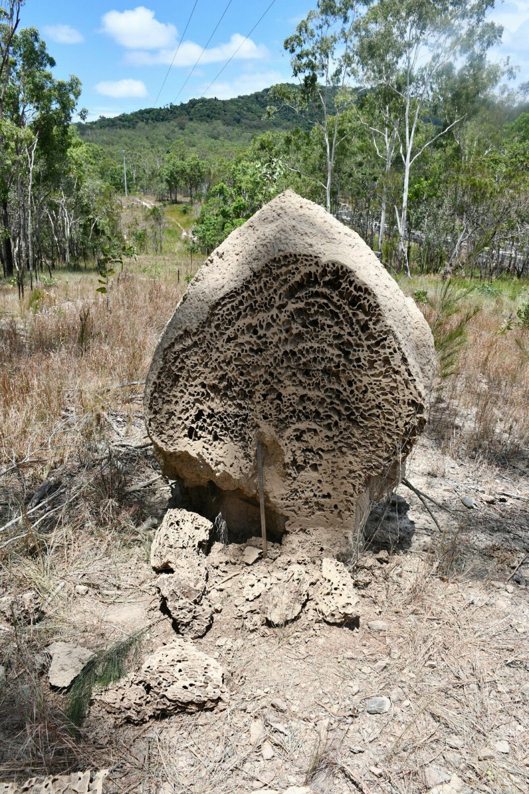 A termite mound, most likely built by the species Nasutitermes magnus, Queensland, Australia. The cut across the nest makes visible the internal structure. It is possible to see what is likely to be the footprint of multiple expansion events. Mound M23. Photo Andrea Perna [CC BY-SA 3.0]