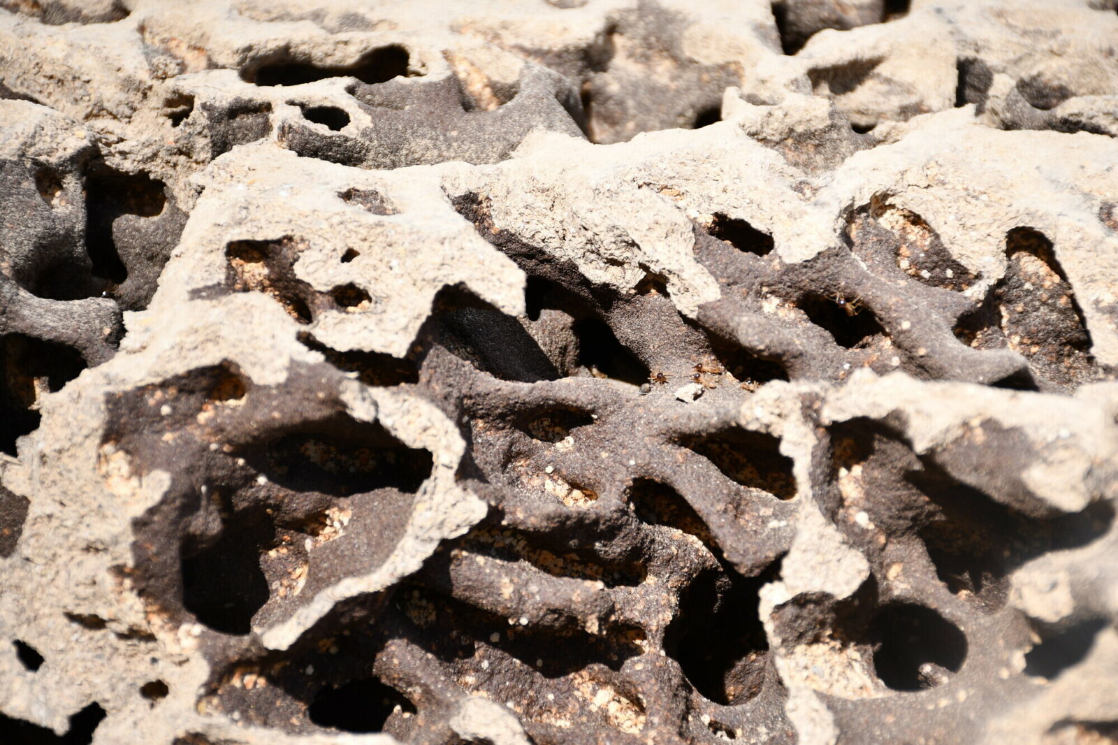 Particular of the internal structure of a termite mound, probably built by the termite species Nasutitermes magnus (M23). Photo Andrea Perna [CC BY-SA 3.0]