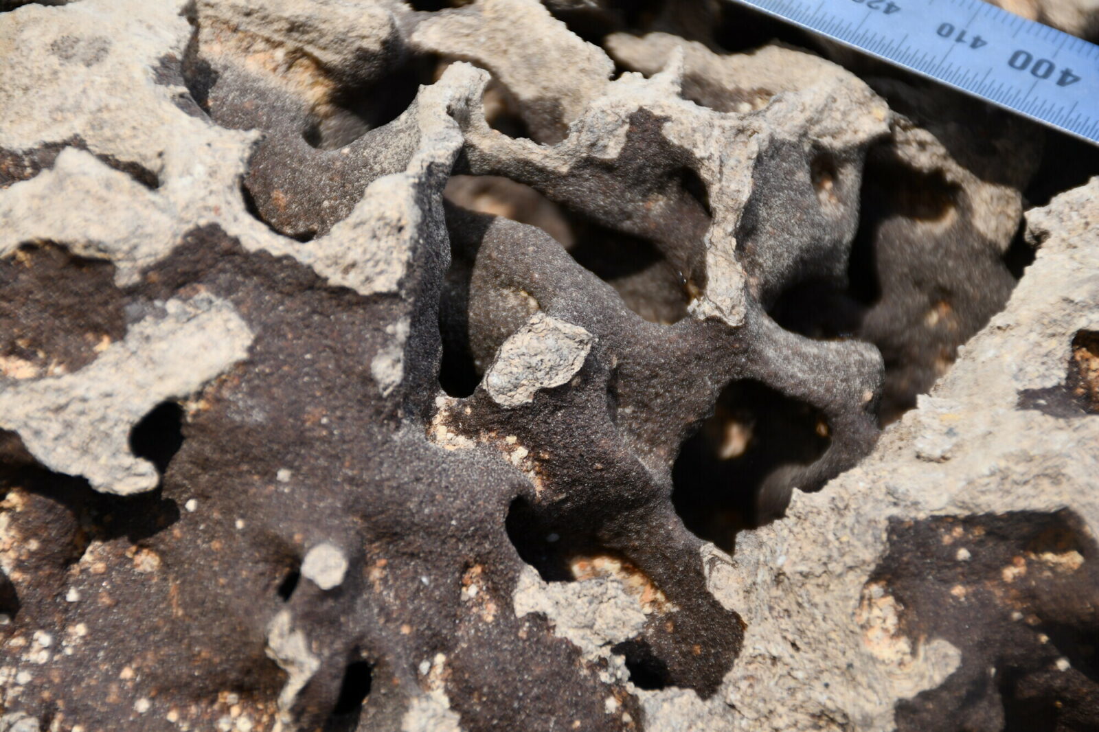 Particular of the internal structure of a termite mound, probably built by the termite species Nasutitermes magnus (M23). Photo Andrea Perna [CC BY-SA 3.0]