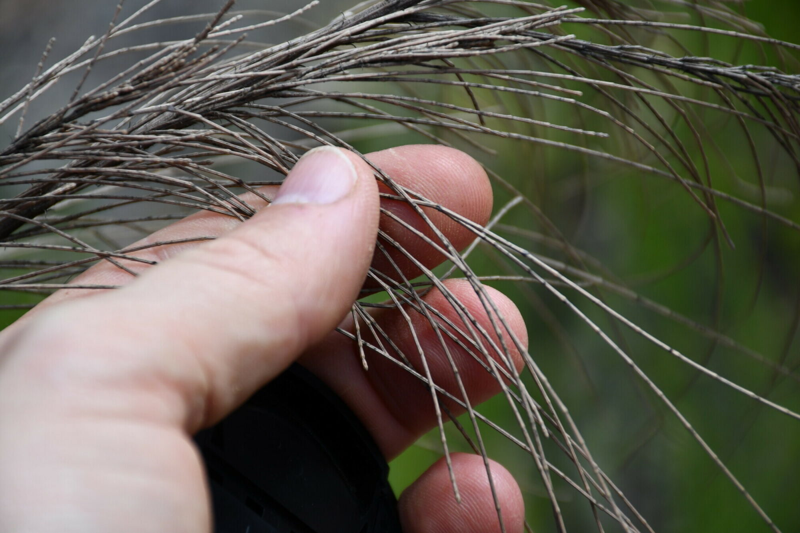 Branchlets of Casuarina, the "Australian pine" (which in reality is not a pine, but a peculiar flowering plant). We found many dry branchlets of Casuarina, cut according to their naturally segmented structure, inside the mounds of Nasutitermes magnus. Photo Andrea Perna [CC BY-SA 3.0]