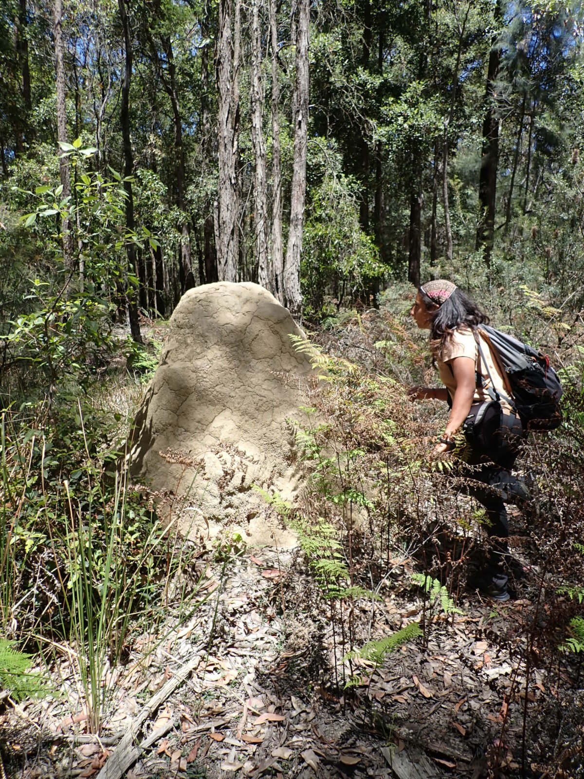 Nest of Coptotermes lacteus (termite nest) - whole nest