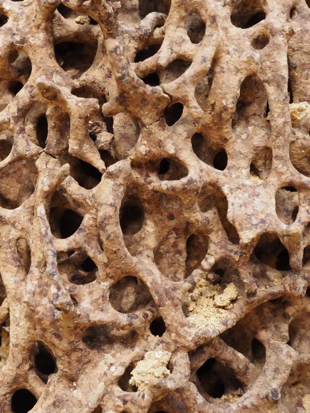 Nest of Coptotermes lacteus (termite nest) - internal structure
