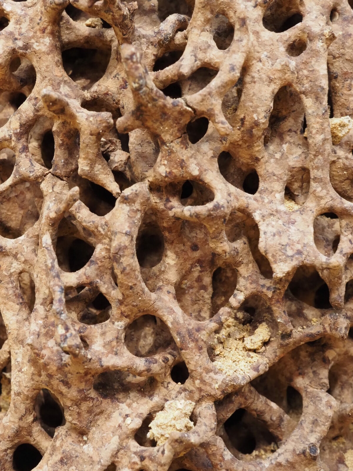 Nest of Coptotermes lacteus (termite nest) - internal structure
