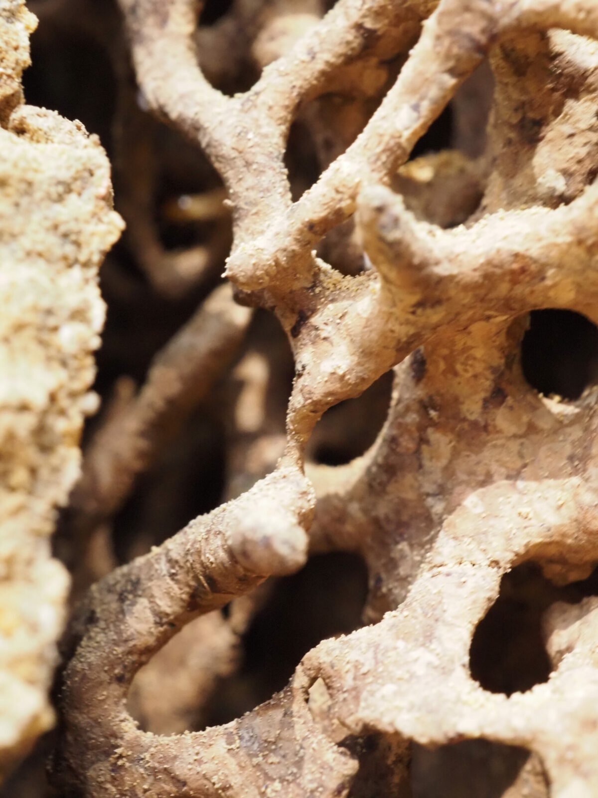 Nest of Coptotermes lacteus (termite nest) - internal structure