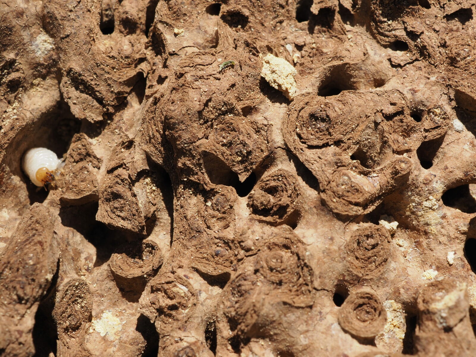 Nest of Coptotermes lacteus (termite nest) - internal structure