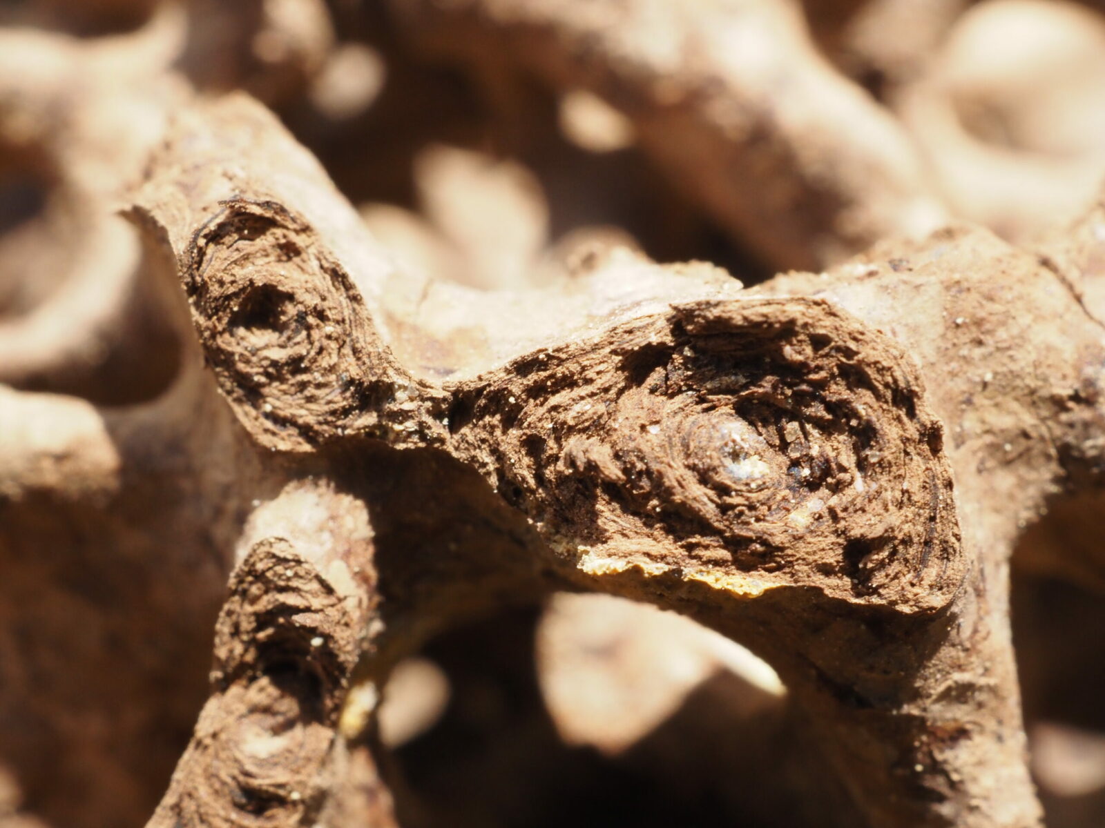 Nest of Coptotermes lacteus (termite nest), zoom on the internal structure showing the superposition of different layers of material.